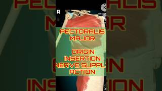 Pectoralis Major Breakdown Origins Nerves amp Actions  shorts shortfeeds [upl. by Beniamino307]