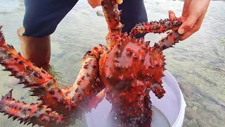 Catch seafood in the South Pacific Harvest giant devil crabs [upl. by Wald]