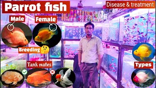 Parrot fish  Parrot fish Tank Mates Types Care Disease amp Treatment Breeding  Pari Aquarium [upl. by Immanuel]