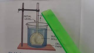 Experiment to demonstrate Osmosis [upl. by Yun]