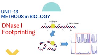 DNAse footprinting  how it works [upl. by Alemahs787]