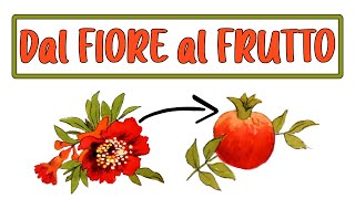 🌸➡🍑 DAL FIORE AL FRUTTO Come nasce la Frutta Lezione di Scienze Botanica Scuola Primaria 💮➡🍒 [upl. by Allain441]