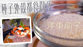 姊妹淘｜種子外殼都食得？洋車前子｜曾淑雅｜吳紫韻｜superfood｜ [upl. by Fin307]