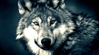 Klingelton Wolf 🐺 Wolfsgeheul als MP3Download kostenlos für das Handy [upl. by Pascal]