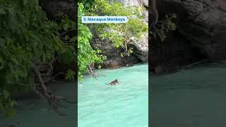 Koh Phi Phi Day Tour Highlights [upl. by Moll]