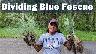 How to Divide Blue Fescue ✂ Festuca Ornamental Perennial Grass [upl. by Fishman]