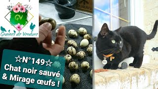 ☆N°149☆ Chat noir sauvé 🐈‍⬛ amp Œufs sous plaque chauffante  pas mal Mirage Vermifuge pour tous [upl. by Nah]