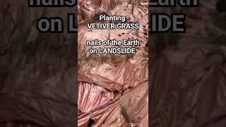 PLANTING VETIVER GRASS The miracle low cost solution for LANDSLIDES SLOPE STABILIZATION  SABAH [upl. by Cuttie738]