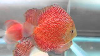 Super Eruption Discus Fish [upl. by Aiyn]