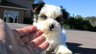 Parti Morkie Puppies For Sale in San Diego California USA [upl. by Oiligriv]