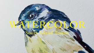 South Island Tomtit Watercolor Study [upl. by Ednil]