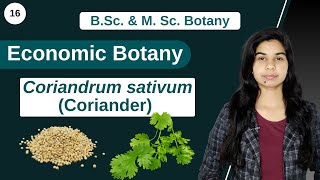 Economic Botany  Coriandrum sativum Coriander  B Sc amp M Sc [upl. by Oetam]