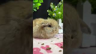 🐰 Adorable Lop Eared Rabbit Your Next Cute Pet 🌟 Animal Planet 兔子 Special [upl. by Quent]