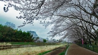 4K2017年京都桜開花情報・亀岡運動公園 八分咲き 2017年4月8日  Kyoto Sakura with DJI OSMO [upl. by Mommy]