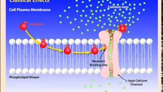 Calcium Channel Blockers [upl. by Ado]