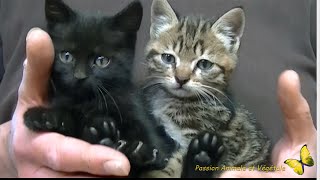 Deux petits chatons sauvés dun destin cruel [upl. by Aillemac]