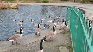 Platt Fields Park Fallowfield Manchester [upl. by Ardyaf]