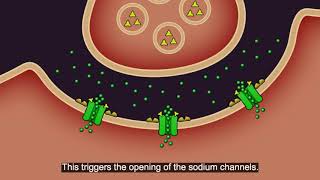 Resistance101  Insecticide classes amp modes of action [upl. by Enak231]