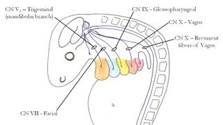 Medical Embryology  Development of the Pharyngeal Arches [upl. by Aramoix]