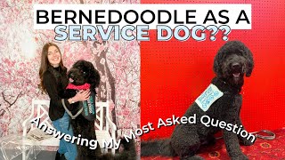 WOULD I RECOMMEND A BERNEDOODLE AS A SERVICE DOG  my most asked question [upl. by Annawd]