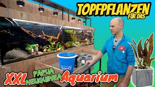 Pflanzen für XXL das Neuguinea Biotop Aquarium  Die Einfahrphase beginnt [upl. by Ynehpets]