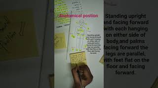 anatomical position of human body 💀youtubeshorts medicalstudent [upl. by Helsa]