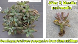 how to grow Greenes liveforever plant from stem cuttings  Dudleya greenei rose plant propagation [upl. by Roel]