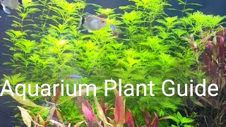 Aquarium Plant Guide  Myriophyllum mattogrossense [upl. by Reina]