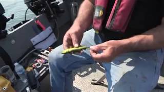 How to snell a 3 hook setup and rig whole herring for salmon fishing with Buzz Ramsey [upl. by Yalc]