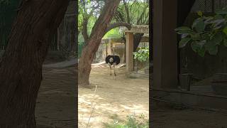 National Zoological Park New Delhi [upl. by Arannahs]