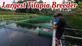 Giant Tilapia Hatchery and Nursery of Sec Manny Piñol in North Cotabato [upl. by Madalena665]