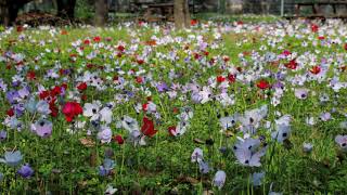 מרבדי כלניות חורשת טל 🌸 Anemone coronaria bloom [upl. by Nomihs]