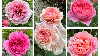 5 David Austin Pink Rose in zone 5Eustacia Vye Boscobel Princess Alexandra of KentJubilee Celeb [upl. by Anil540]