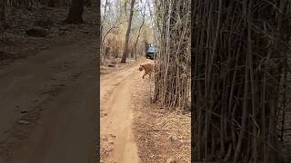 Tiger growl बाघ की दहाड़ tigee trending wildlife animals nature viralvideo bandhavgarh yt [upl. by Eula]