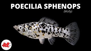 Poecilia sphenops  Molly ✔ [upl. by Angel]