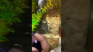 Fish giving birth in aquarium shortvlog shorts youtubeshorts aquarium minivlog [upl. by Lewak698]