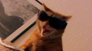 The Thug Cat hisses wearing sunglasses [upl. by Mcnelly923]