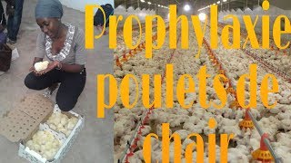 PROPHYLAXIE MÉDICALE POULETS DE CHAIR VACCINS ET TRAITEMENTS [upl. by Suirtimid]