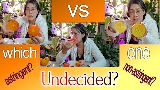 Nikita Gift vs Fuyu Persimmon taste testing 🍊🍊🍊astringent vs nonastringent  NJ and TX Garden [upl. by Oruam]