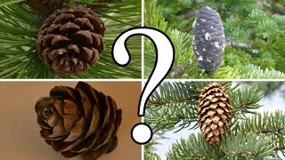 HOW TO DISTINGUISH BETWEEN PINE SPRUCE FIR and LARCH  CONIFER ID [upl. by Minerva]