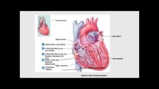 Introduction to Cardiovascular Pathophysiology [upl. by Noemis]