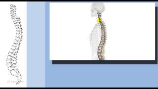 5141  Test medicina  Colonna vertebrale Cervicale dorsale lombare [upl. by Aivatnuahs]