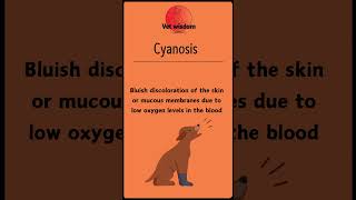 What is Cyanosis in Pets [upl. by Annahtur]