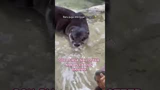 SOK PUASA NIH OTTER MAKAN PALING BANYAK petsfamily pets petsfamilyvlog [upl. by Ydniw310]