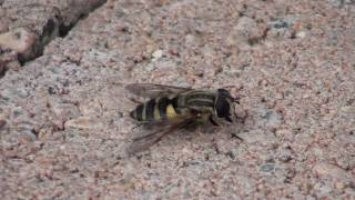 Hover Fly Syrphidae Helophilus fasciatus Grooming [upl. by Enomed]