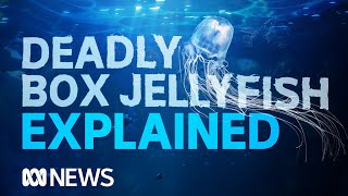 Box jellyfish The worlds most venomous creature takes another life  ABC News [upl. by Okubo]