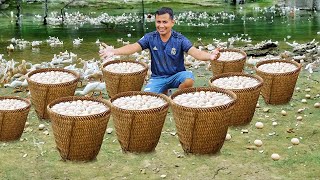 Harvesting Ducks Eggs Creative Methods for Building Pond Dykes amp Raising Ducks on a Freerange Farm [upl. by Melosa806]