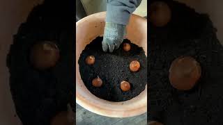 Planting Tulip Bulbs in Pots for Spring Colour [upl. by Jodi]