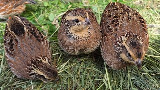 Bobwhite Quail 🌱🐤 [upl. by Nnaer]