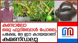 കണ്ടാലോ ഒരു ഫുട്‌ബോള്‍ പോലെ പക്ഷേ ദേ ഈ കായയാണ് കമണ്ഡലു  Kamandalu Tree [upl. by Einnok197]